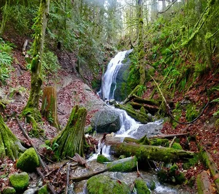 A cascading waterfall flows over moss-covered rocks in a dense, green forest with fallen logs and damp leaves on the ground.