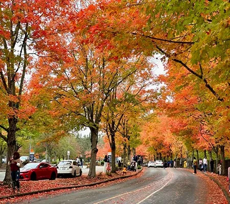A winding road lined with vibrant autumn trees in shades of red, orange, and yellow, with parked cars and people enjoying the fall scenery. Fallen leaves cover the ground.